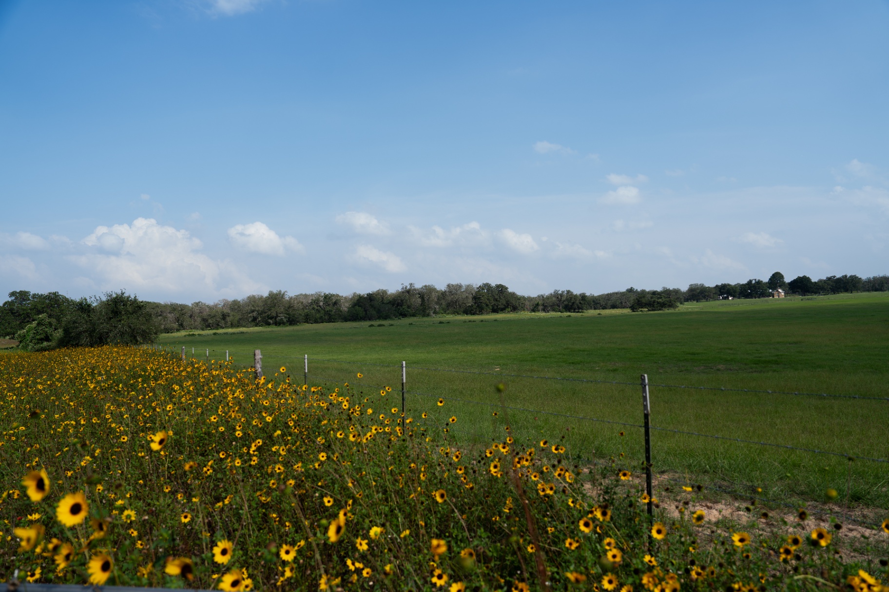Wildflowers and open pasture view behind the home